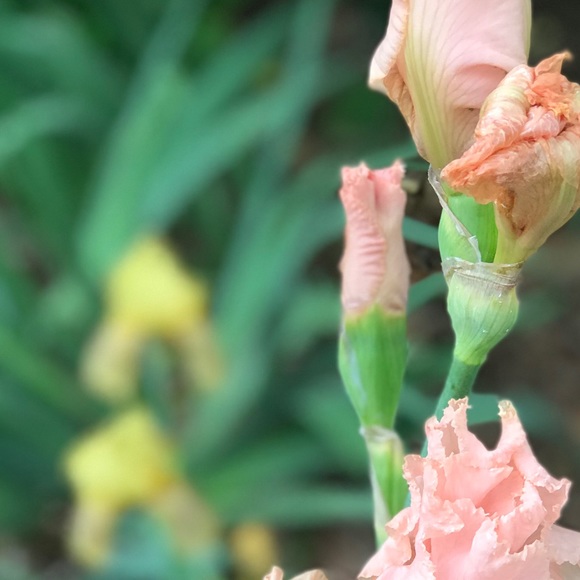 Meet your Posher, Carol - Picture 1 of 1